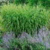 'Strictus' Maiden Grass -Great Garden Plants MISST1Q 1 sw