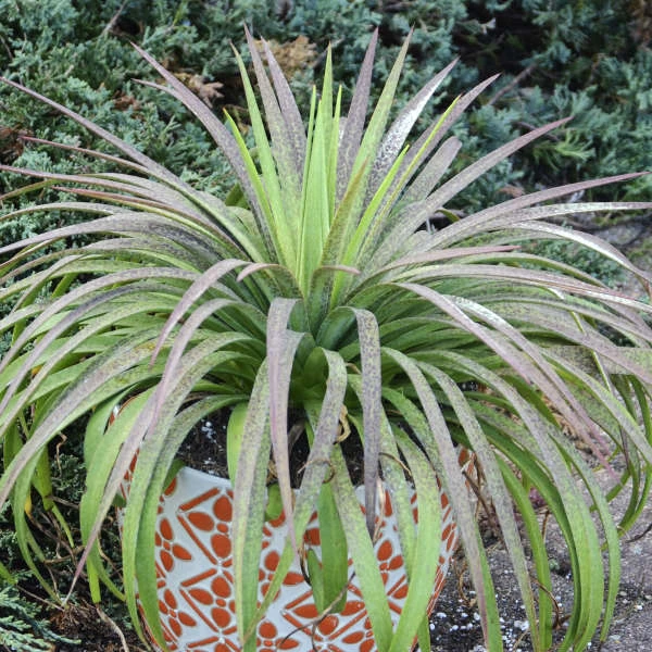 Mad About Mangave® 'Bad Hair Day' Mangave 3 Mad About Mangave® 'Bad Hair Day' Mangave