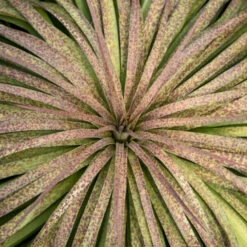 Mad About Mangave® 'Bad Hair Day' Mangave 7 Mad About Mangave® 'Bad Hair Day' Mangave -Great Garden Plants Mangave BadHairDay Mangave 2