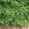 Celtic Pride® Siberian Cypress 1 Celtic Pride® Siberian Cypress -Great Garden Plants Microbiota Celtic Pride 3 L sw