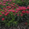 'Pardon My Cerise' Bee Balm -Great Garden Plants Monardadidyma PardonMyCerise PP29234CPBR57250001lowres