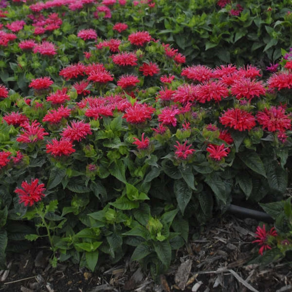 'Pardon My Cerise' Bee Balm 3 'Pardon My Cerise' Bee Balm