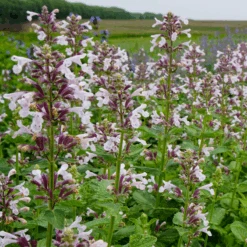Whispurr™ Pink Catmint