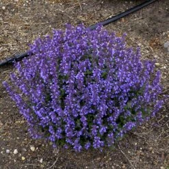 'Cat's Pajamas' Catmint -Great Garden Plants Nepeta Cats Pajamas 5 P sw