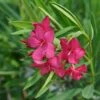 Austin Pretty Limits® Oleander 2 Austin Pretty Limits® Oleander -Great Garden Plants Nerium Austin Pretty Limits 1 9e0b7022 7f95 463c 8e37 b6d5a896aad4 sw