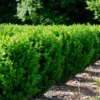 NewGen Freedom® Boxwood 2 NewGen Freedom® Boxwood -Great Garden Plants New gen freedom