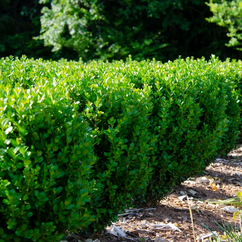 NewGen Freedom® Boxwood 3 NewGen Freedom® Boxwood