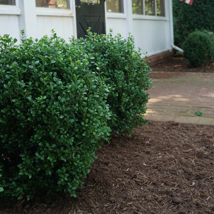 NewGen Freedom® Boxwood 4 NewGen Freedom® Boxwood - Image 2