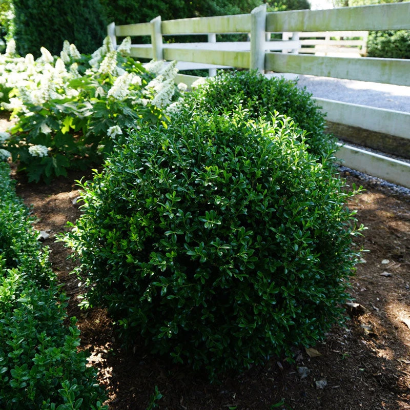 NewGen Independence® Boxwood 4 NewGen Independence® Boxwood - Image 2
