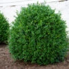 NewGen Independence® Boxwood -Great Garden Plants NewGen Independence3