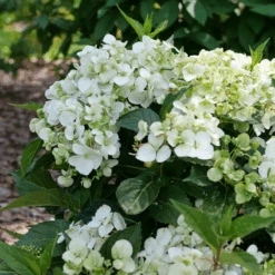 Fairytrail™ White Cascade Hydrangea -Great Garden Plants P1214369 800x800 8731f55