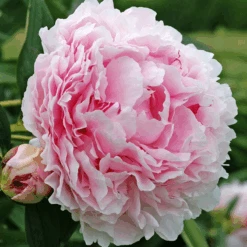 'Sarah Bernhardt' Peony 8 'Sarah Bernhardt' Peony -Great Garden Plants PaeoniaSarahBernhardt 110530gbp020
