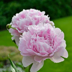 'Sarah Bernhardt' Peony 9 'Sarah Bernhardt' Peony -Great Garden Plants PaeoniaSarahBernhardt 130620cre002