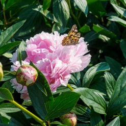 'Sarah Bernhardt' Peony 11 'Sarah Bernhardt' Peony -Great Garden Plants PaeoniaSarahBernhardtwithbutterfly 160606gbo017