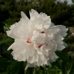 'Festiva Maxima' Peony -Great Garden Plants Paeonia FestivaMaxima 1