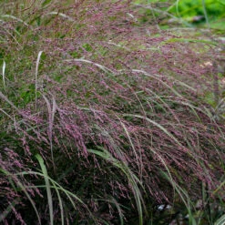 Prairie Winds® 'Apache Rose' Switchgrass -Great Garden Plants Panicum Apache Rose 1 P