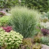 Prairie Winds® 'Totem Pole' Switchgrass -Great Garden Plants PanicumvirgatumTotemPolePP29951CPBRAF0000highres 800x800 4e14c4d