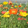 'Champagne Bubbles' Icelandic Poppy Mix -Great Garden Plants Papaver Champagne Bubbles 1