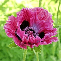 'Central Park' Oriental Poppy