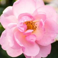 Peachy Knock Out® Rose -Great Garden Plants PeachyKnockOut Rose