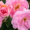 Peachy Knock Out® Rose 1 Peachy Knock Out® Rose -Great Garden Plants PeachyKnockOut Rose 2