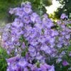 Cha Cha™ ‘Lavender’ Beardtongue -Great Garden Plants Penstemon Cha Cha Lavender 3