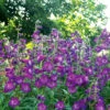 Cha Cha™ 'Purple' Beardtongue -Great Garden Plants Penstemon Cha Cha Purple 3