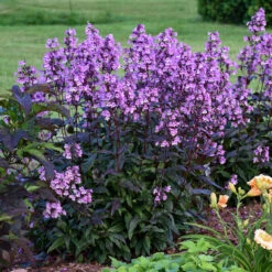'Midnight Masquerade' Beardtongue -Great Garden Plants Penstemon Midnight Masquerade 3 P