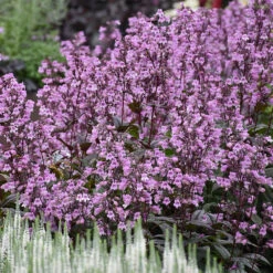 'Midnight Masquerade' Beardtongue -Great Garden Plants Penstemon Midnight Masquerade 4 P