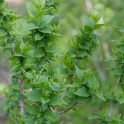 Illuminati Arch® Mock Orange 8 Illuminati Arch® Mock Orange -Great Garden Plants Philadelphus Illuminati Arch 3