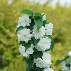 Illuminati Spice™ Mock Orange 8 Illuminati Spice™ Mock Orange -Great Garden Plants Philadelphus Illuminati Spice DSC06775
