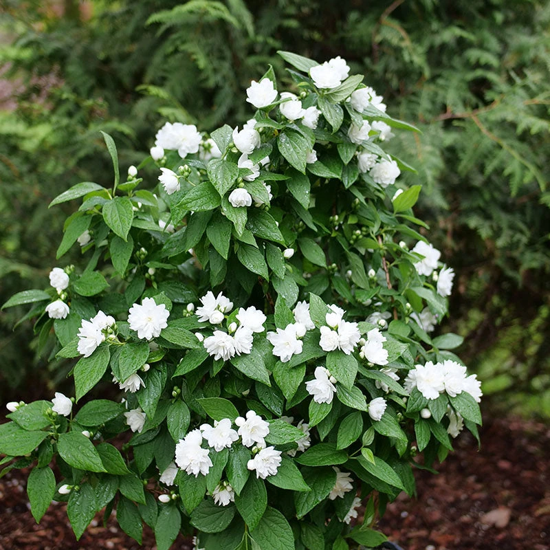 Illuminati Spice™ Mock Orange 3 Illuminati Spice™ Mock Orange