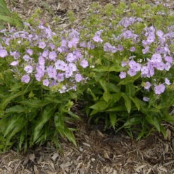 'Opening Act Blush' Hybrid Phlox 10 'Opening Act Blush' Hybrid Phlox -Great Garden Plants Phlox Opening Act Blush 1