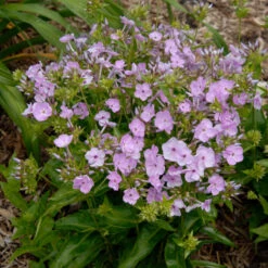 'Opening Act Blush' Hybrid Phlox 12 'Opening Act Blush' Hybrid Phlox -Great Garden Plants Phlox Opening Act Blush 2