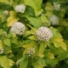 Festivus Gold® Ninebark -Great Garden Plants Physocarpus Festivus Gold 1 sw