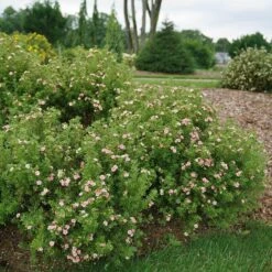 Happy Face® Pink Paradise Potentilla 8 Happy Face® Pink Paradise Potentilla -Great Garden Plants Potentilla Happy Face Pink Paradise 3 P sw