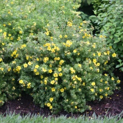 Happy Face® Yellow Potentilla 10 Happy Face® Yellow Potentilla -Great Garden Plants Potentilla Happy Face Yellow 2 P