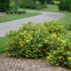 Happy Face® Yellow Potentilla 11 Happy Face® Yellow Potentilla -Great Garden Plants Potentilla Happy Face Yellow 3 P