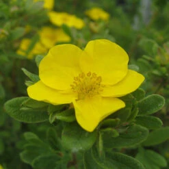 Happy Face® Yellow Potentilla 13 Happy Face® Yellow Potentilla -Great Garden Plants Potentilla Happy Face Yellow 5 P
