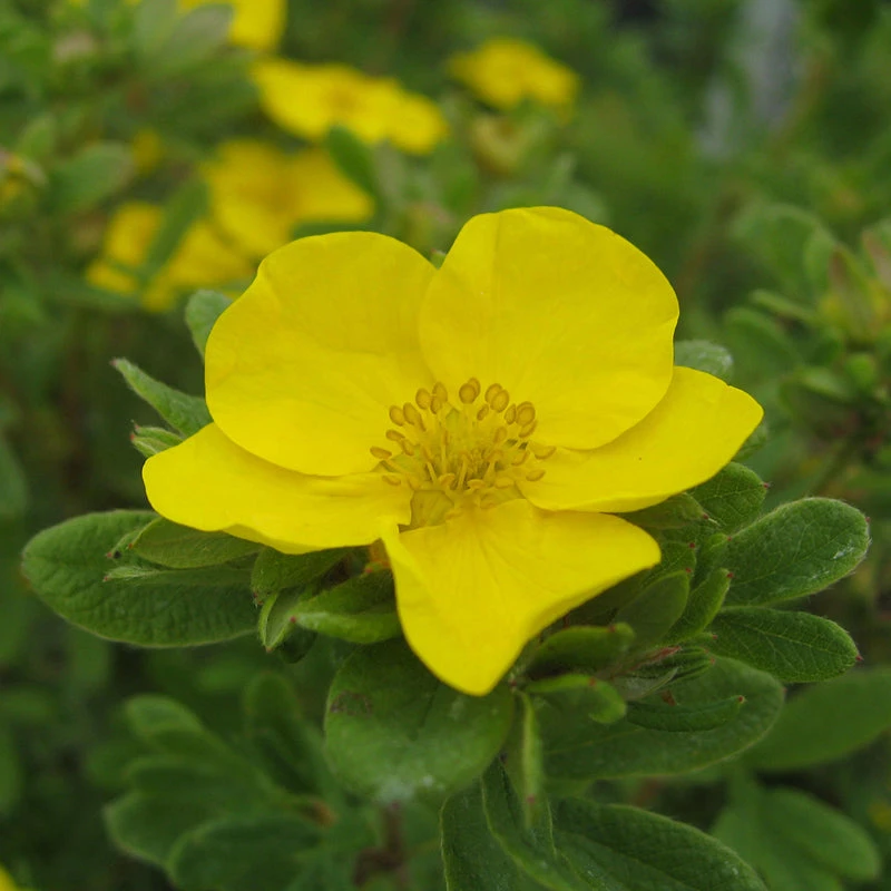 Happy Face® Yellow Potentilla 7 Happy Face® Yellow Potentilla - Image 5