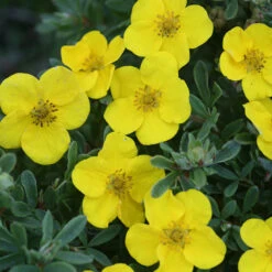 Happy Face® Yellow Potentilla 14 Happy Face® Yellow Potentilla -Great Garden Plants Potentilla Happy Face Yellow 6 P