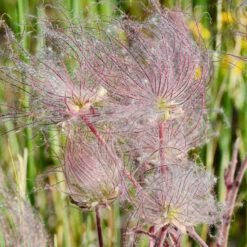 Prairie Smoke Geum 5 Prairie Smoke Geum -Great Garden Plants Prairie smoke geum 1