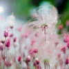 Prairie Smoke Geum -Great Garden Plants Prairie smoke geum 2