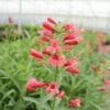 'Pristine Scarlet' Beardtongue -Great Garden Plants PristineScarletBeardtongue
