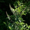 Portugal Laurel -Great Garden Plants Prunus lusitanica A