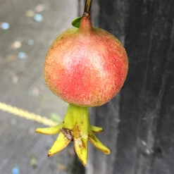 Peppy Le Pom™ Pomegranate 8 Peppy Le Pom™ Pomegranate -Great Garden Plants Punica Peppy Le Pom 3 L