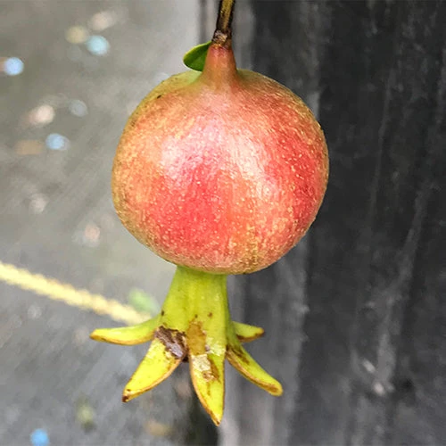 Peppy Le Pom™ Pomegranate 5 Peppy Le Pom™ Pomegranate - Image 3