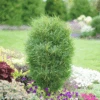 Fine Line® Rhamnus -Great Garden Plants RhamnusFineLineDSC08672 800x800 b03c023