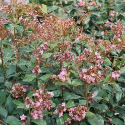 La Vida Grande™ Indian Hawthorn 7 La Vida Grande™ Indian Hawthorn -Great Garden Plants RhaphiolepisLaVidaGrandeDSC08806 800x800 f7c2e14