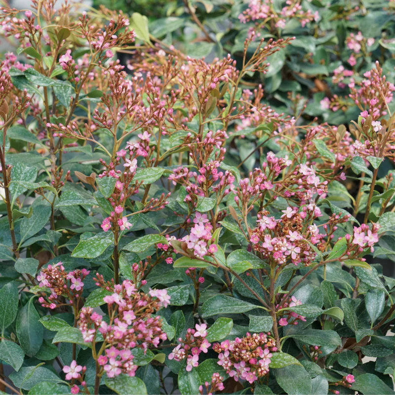 La Vida Grande™ Indian Hawthorn 4 La Vida Grande™ Indian Hawthorn - Image 2